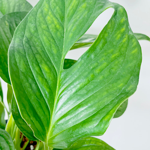 モンステラ 希少 実 大型 観葉植物 モンステラ 希少 実 大型 観葉植物 楽天市場】斑入りモンステラ