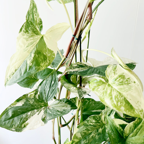 シンゴニウム　フレンチマーブル　小苗① 人気商品》421. シンゴニウム フレンチマーブル その他インテリア雑貨