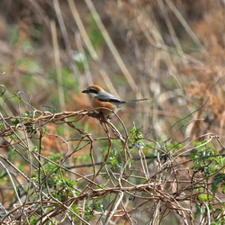 ToriTori大阪泉州製4重ガーゼハンカチ　モズ　サイズ34ｃｍ角　綿100％　大阪泉州製 3枚目の画像