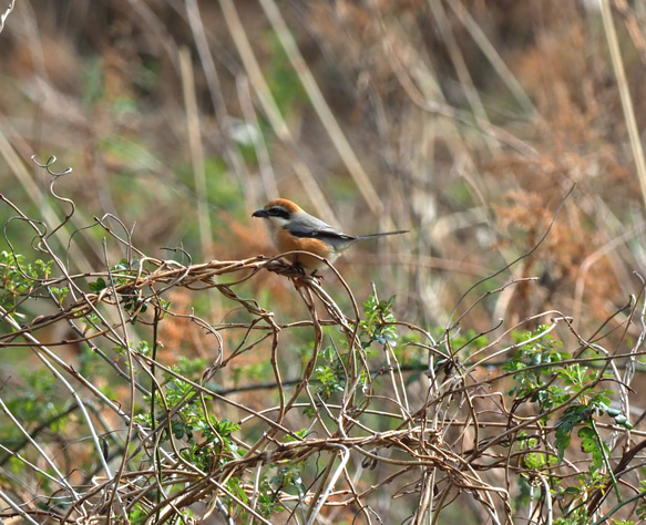 ToriTori大阪泉州製4重ガーゼハンカチ　モズ　サイズ34ｃｍ角　綿100％　大阪泉州製 3枚目の画像