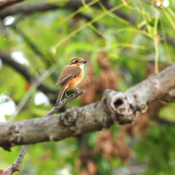 ToriTori大阪泉州製4重ガーゼハンカチ　モズ　サイズ34ｃｍ角　綿100％　大阪泉州製 4枚目の画像