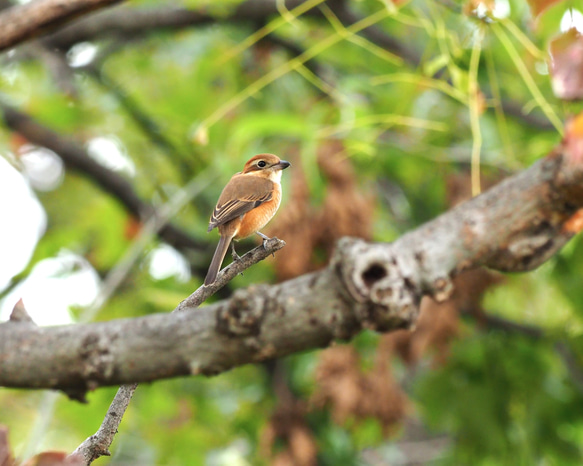ToriTori大阪泉州製4重ガーゼハンカチ　モズ　サイズ34ｃｍ角　綿100％　大阪泉州製 4枚目の画像