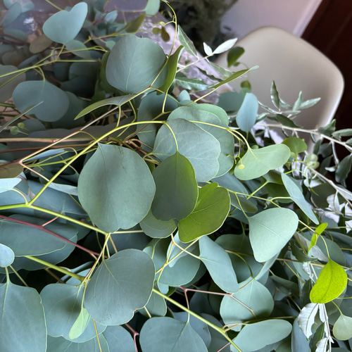 ユーカリポポラス/ドライフラワー/天然アロマスワッグ♡摘みたて