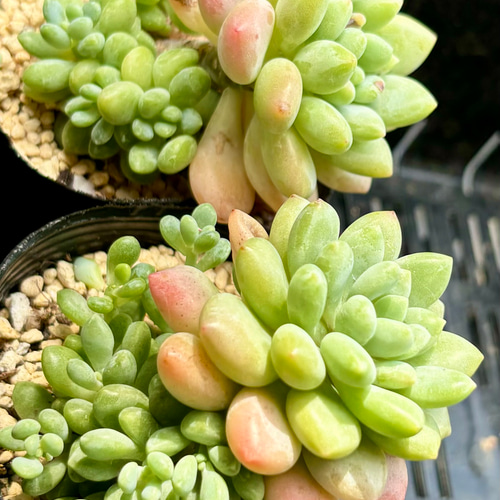 子沢山❣️ダフネ エケベリア 2号 多肉植物 多肉植物 プクニク 通販