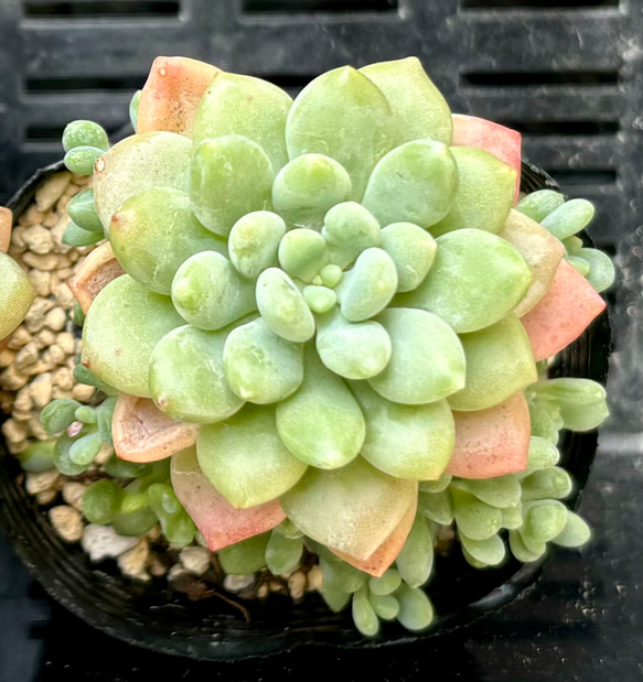 その他多肉植物 natural 育てて楽しみ広がる多肉植物｜成美堂出版