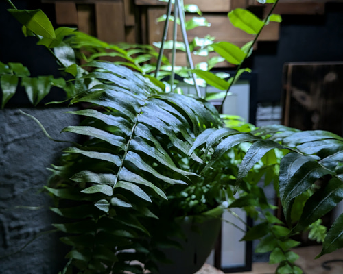 ネフロレピス マッチョ ファーン シダ ホウビカンジュ Maccho Fern