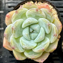 99  #多肉植物アエオニウム錦❤️ メデューサ セッカ ❤️27cm拨き苗 アエオニウム 甜茶錦 抜き苗 4-5頭 多肉植物 - メルカリ