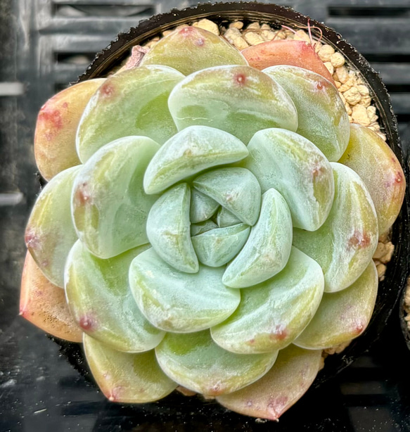 スィックモンロー エケベリア 2号 多肉植物 多肉植物 プクニク