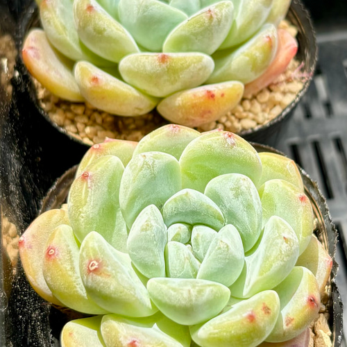 スィックモンロー エケベリア 2号 多肉植物 多肉植物 プクニク