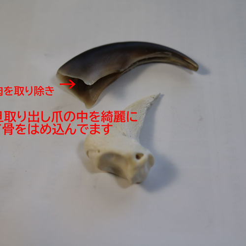 ヒグマ爪骨付チャーム・アクセサリー A その他アクセサリー やま