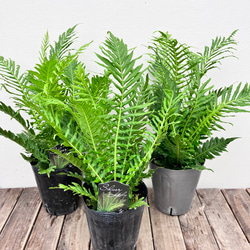 ブレクナム シルバーレディ＊木立性シダ植物＊観葉植物＊ アート