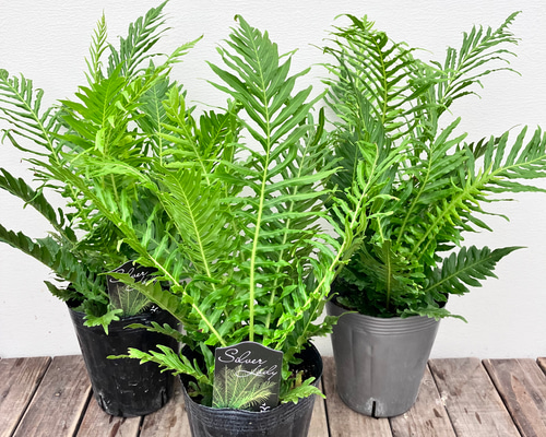 シダ植物 ブレクナム シルバーレディ 幹上がり 陶器鉢上