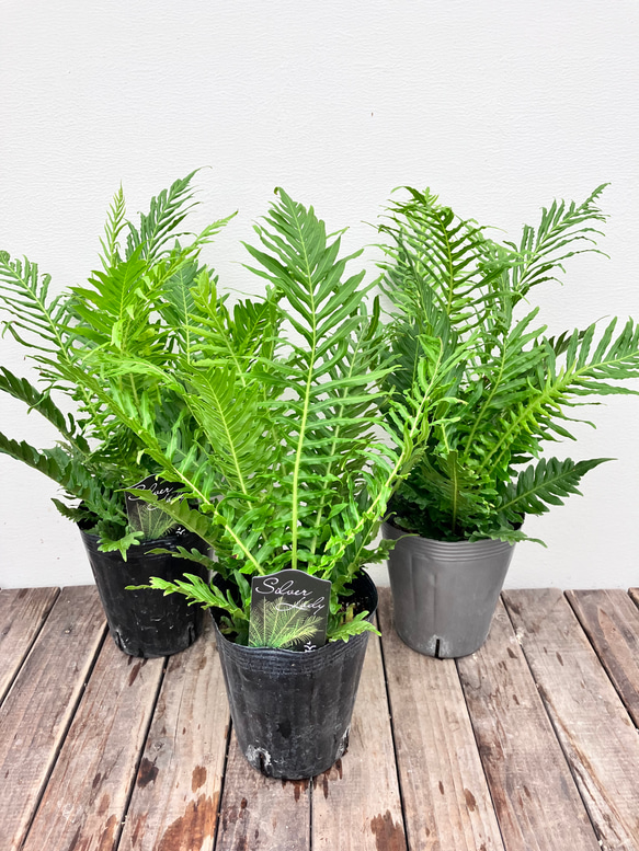 ブレクナム シルバーレディ＊木立性シダ植物＊観葉植物＊ アート