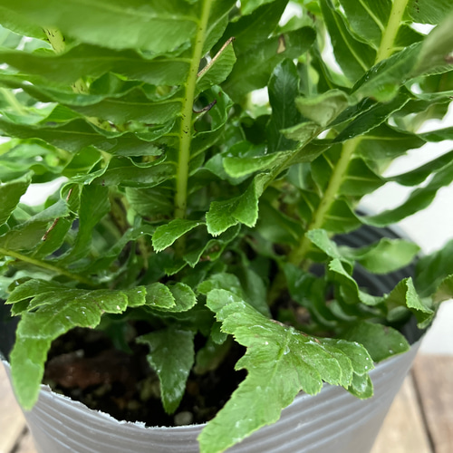 ブレクナム シルバーレディ＊木立性シダ植物＊観葉植物＊ アート