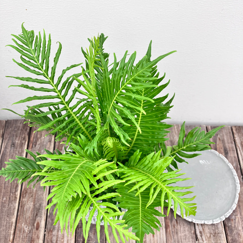ブレクナム シルバーレディ＊木立性シダ植物＊観葉植物＊ アート