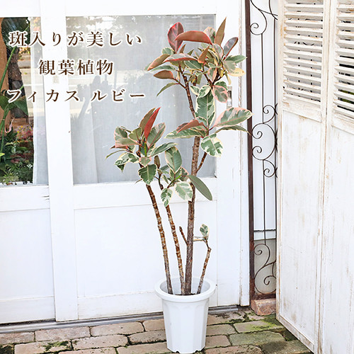 値下げSALE 現品販売 観葉植物 フィカス ルビー 8号 H130cm ゴムの木 
