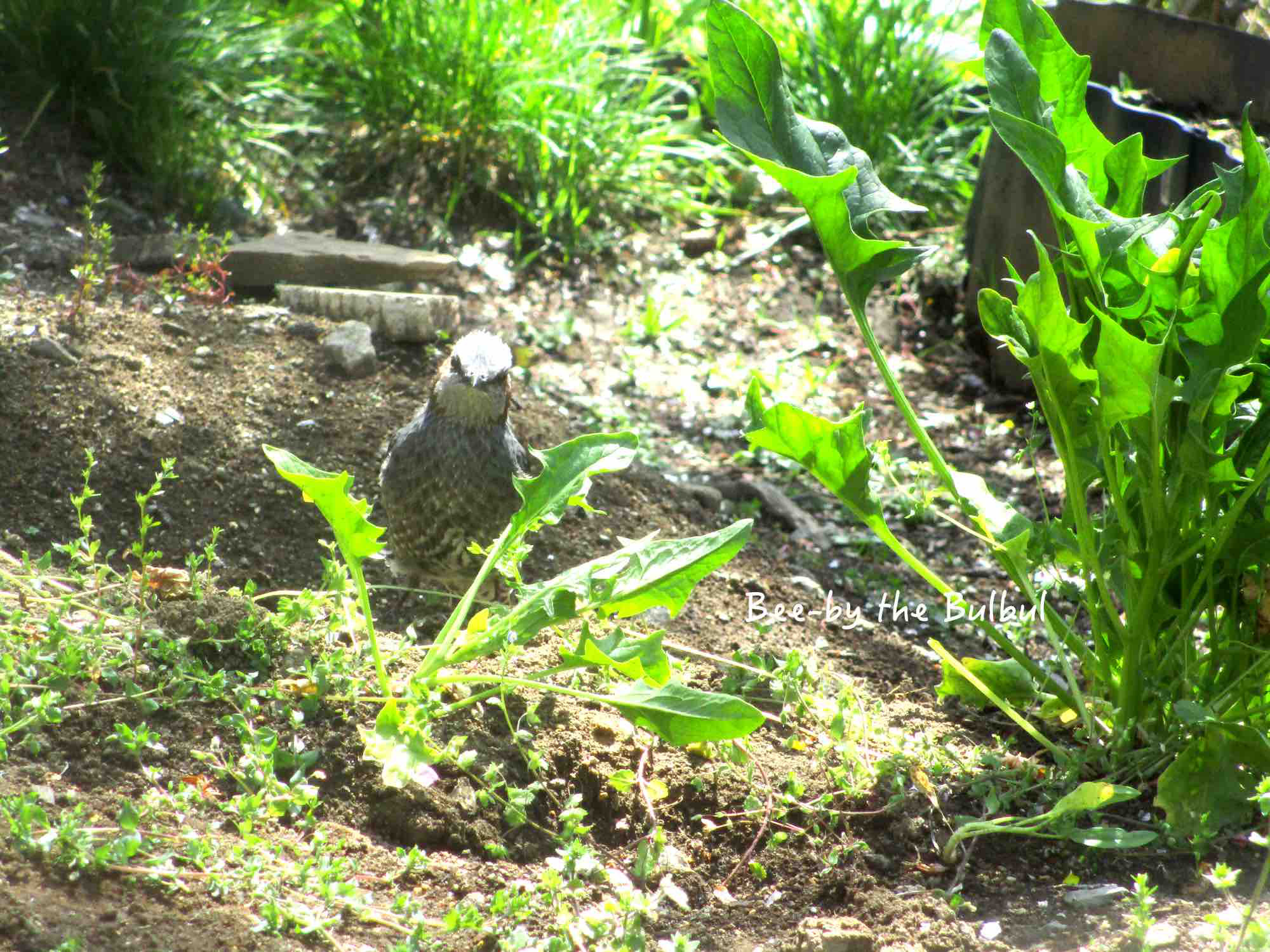 スピナーリング   ＊Tree & Bird＊生命の樹と自由の鳥＊【Sv925】