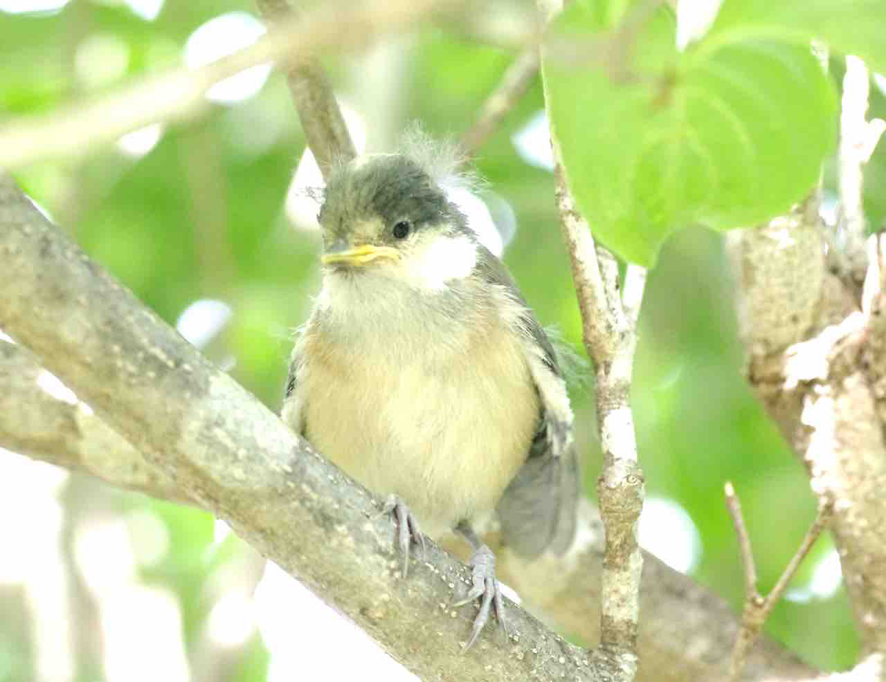 スピナーリング   ＊Tree & Bird＊生命の樹と自由の鳥＊【Sv925】