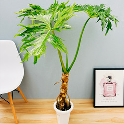 大株‼️幹上り フィロデンドロン セローム 根上がり 美しい樹形‼️6号鉢発送 大株‼️幹上り フィロデンドロン セローム 根上がり 美しい樹形