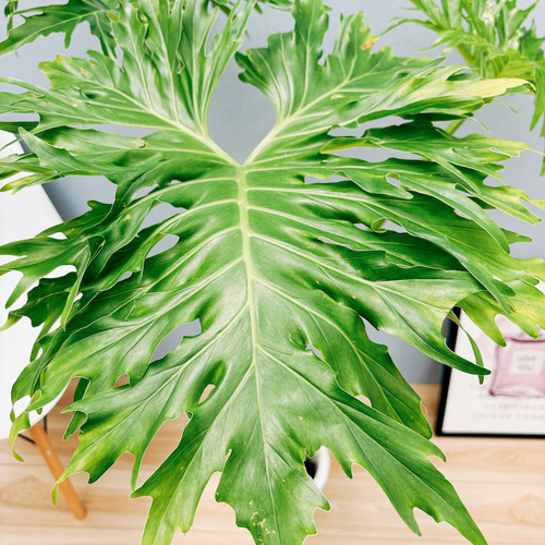 ［現品］54番　フィロデンドロン　セローム　幹上がり　7号　観葉植物　大型　室内 フィロデンドロン セローム 幹上がり 4【現品】観葉植物 大型