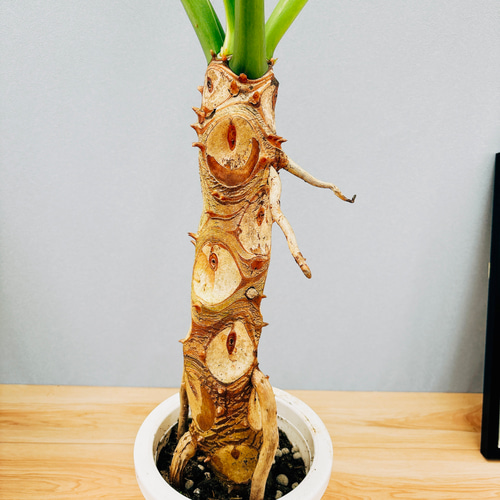 ［現品］54番　フィロデンドロン　セローム　幹上がり　7号　観葉植物　大型　室内 現品］フィロデンドロン セローム 幹上がり 7号 観葉植物 室内