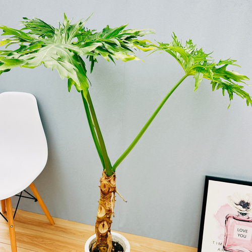 現品］フィロデンドロン セローム 幹上がり 7号 観葉植物 室内