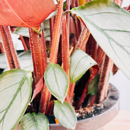 現品］クテナンテ グレイスター 7号 観葉植物 大型 室内 おしゃれ