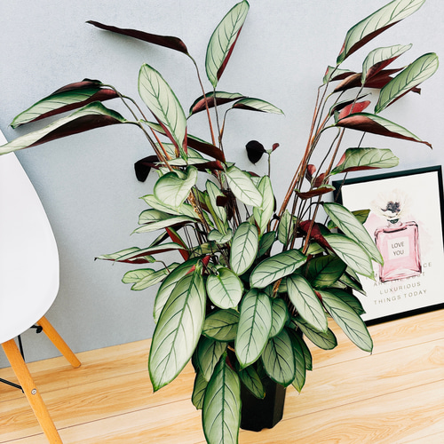 現品］クテナンテ グレイスター 7号 観葉植物 大型 室内 おしゃれ