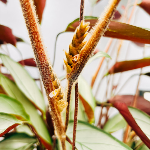 現品］クテナンテ グレイスター 7号 観葉植物 大型 室内 おしゃれ