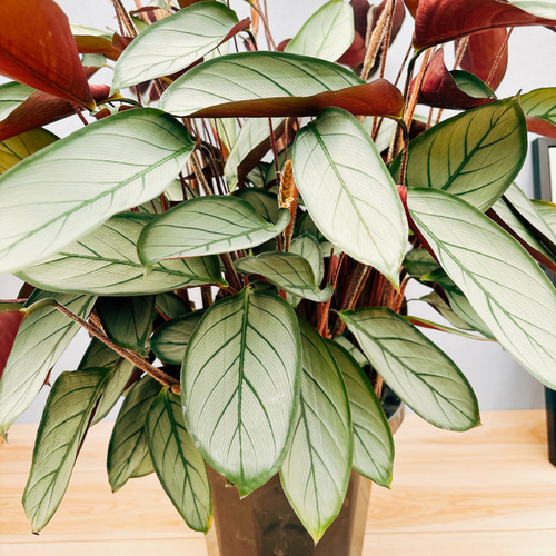 現品］クテナンテ グレイスター 7号 観葉植物 大型 室内 おしゃれ