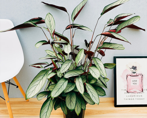 ☆ゆう☆です♪2点セット！ストレリチア　クテナンテ　グレイスター　セトサ cb48f998673f10b8da21e09dc09ccd