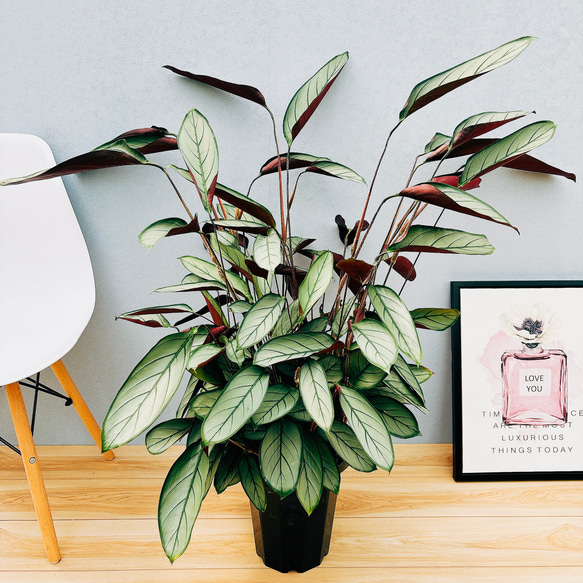 現品］クテナンテ グレイスター 7号 観葉植物 大型 室内 おしゃれ