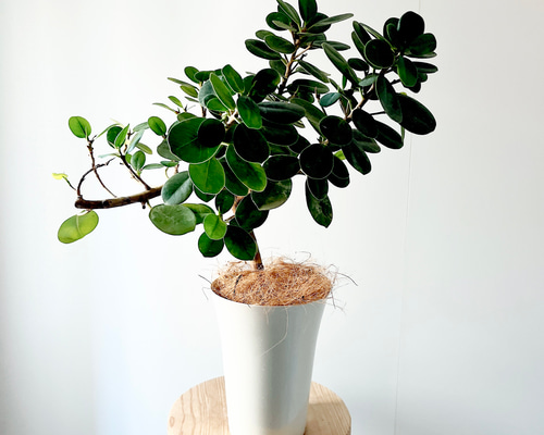 再入荷】八の字 パンダガジュマル 希少 シンボルツリー 観葉植物 calm