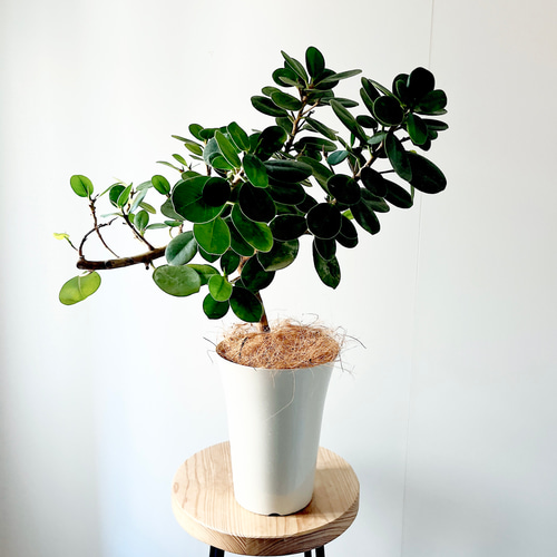 残り一点】希少 パンダガジュマル 曲がり 観葉植物 calm cafe 多肉植物