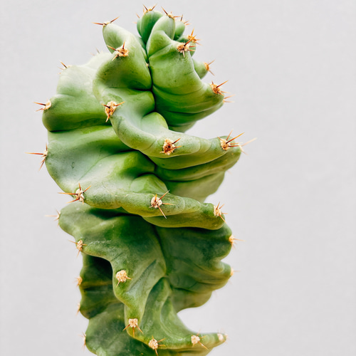 現品］【希少】サボテン セレウス ペルビアナス スピラリス 6号 観葉