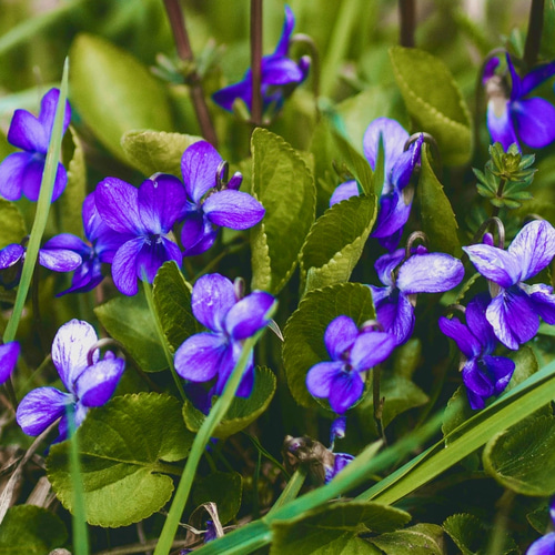 ☆超希少☆【甘美で魅了される香り】アメリカンバイオレットフラワー