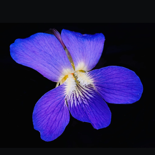 ☆超希少☆【甘美で魅了される香り】アメリカンバイオレットフラワー