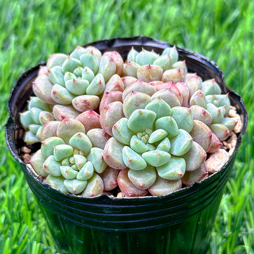 大人気 多肉植物 エケベリア キュートバブル群生 超美苗 レア種 多肉