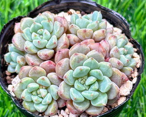 87e8ae73a8142b49117341f5310b01