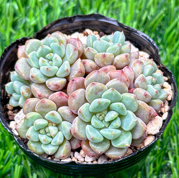 多肉植物　アイスグリーン1️⃣　群生　可愛い　そのまま発送 多肉植物 アイスグリーン1️⃣ 群生 可愛い そのまま発送