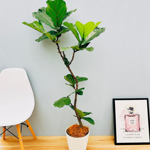 現品］21番 フィカス リラータ 8号 観葉植物 室内 大型 皿付き 贈り物