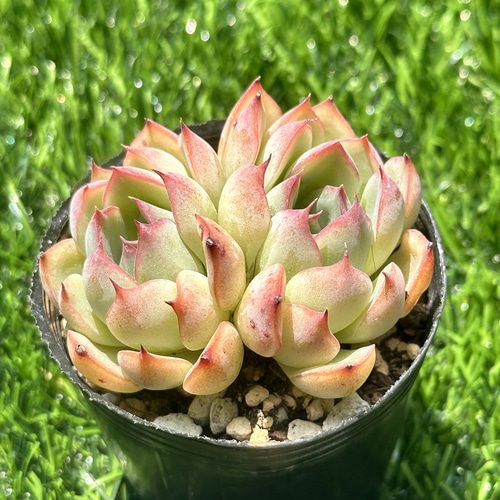 大人気 多肉植物 エケベリア エンチャンティングフェアリー