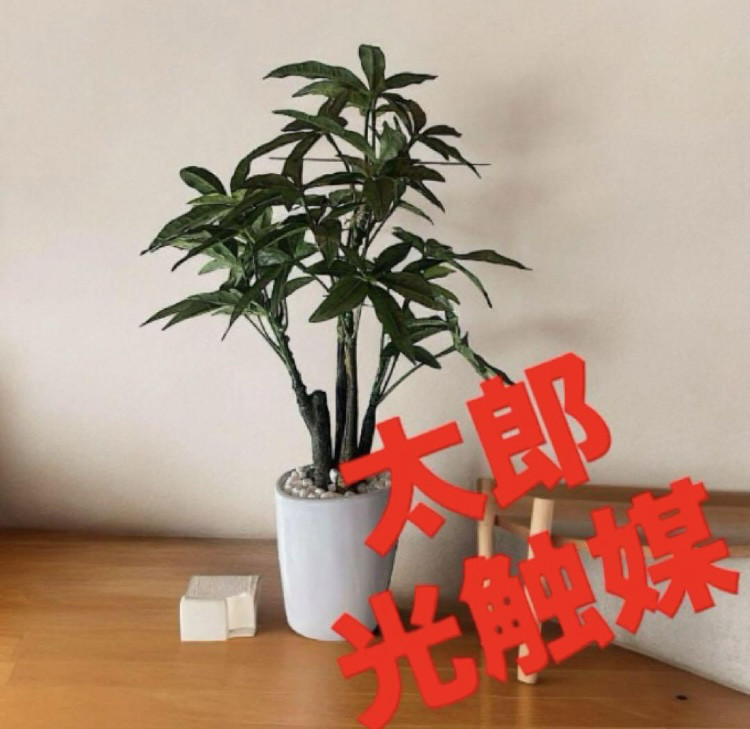 光の楽園 光触媒 人工観葉植物 ウォールグリーン フェイク