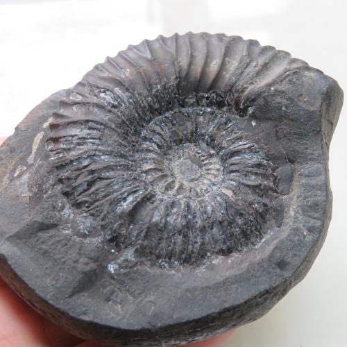 美しい化石標本◇ネパール産アンモナイトの化石／236グラム