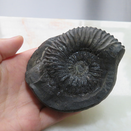 美しい化石標本◇ネパール産アンモナイトの化石／236グラム その他置物