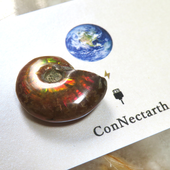 マダガスカル産 ファイアーアンモナイト 美しい化石標本◇マダガスカル産／ファイアーアンモナイトの化石／9