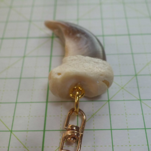 ヒグマ（特大）　爪　3つセット アクセサリー DIY 手芸 ヒグマ（特大） 爪 3つセット アクセサリー DIY 手芸 ヒグマ