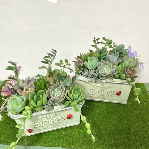 多肉植物寄せ植え〜樹脂粘土レジン(粘土細工)ガーデンピック 多肉植物 