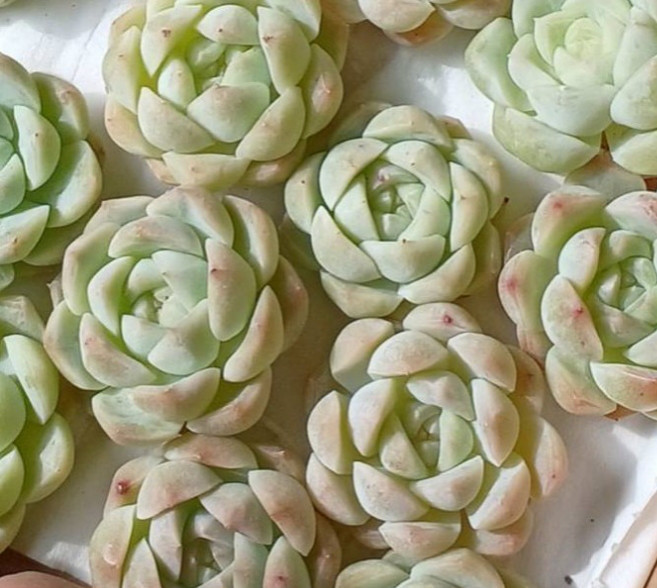 20.多肉植物 エケベリア 韓国苗 名無し 恩寵 20株 Z4 多肉植物 エケベリア 韓国苗 - メルカリ