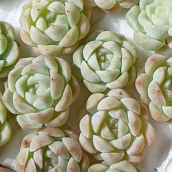 多肉植物(韓国苗) エケベリア ホワイトオレンジ❣️ 多肉植物 ウォール